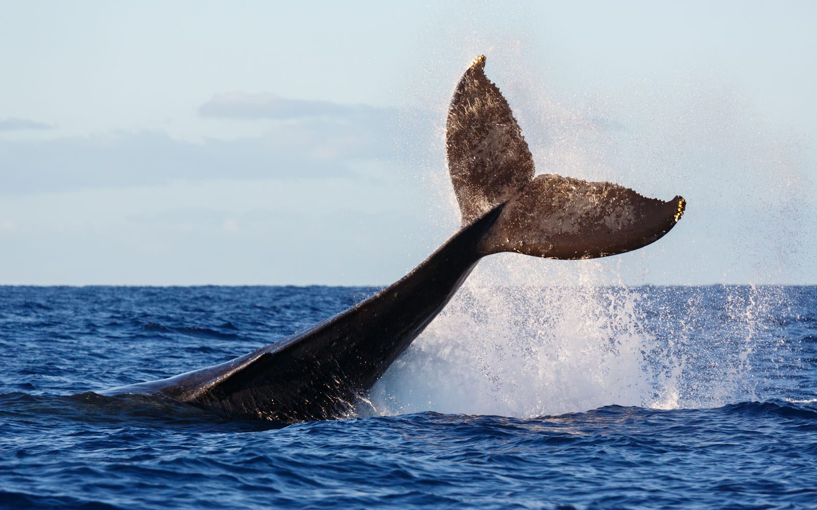 Whale's tail breaching in the ocean